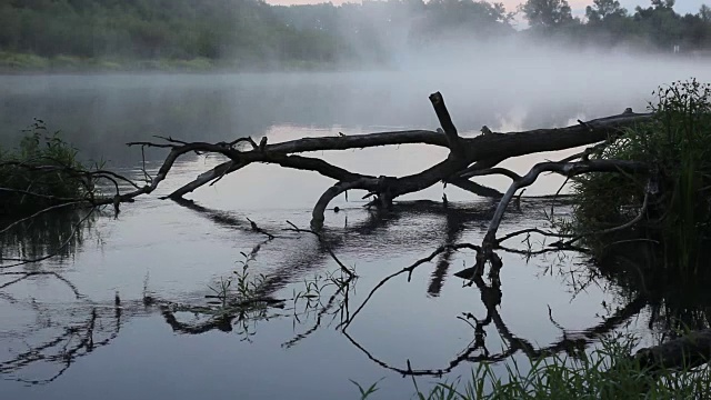 清晨上河，清晨芦苇薄雾视频素材