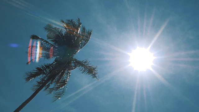 蓝天上的棕榈树视频素材