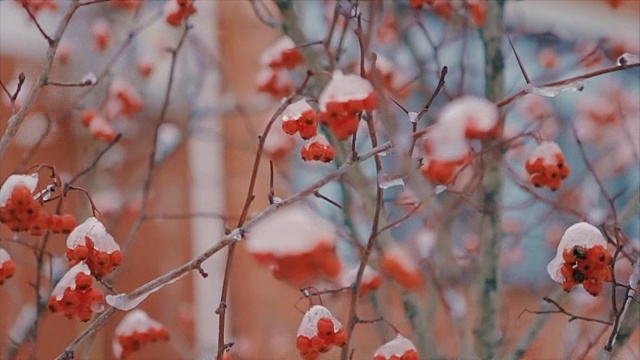 冬天，白雪覆盖的灌木上长着红色的浆果，慢镜头视频素材