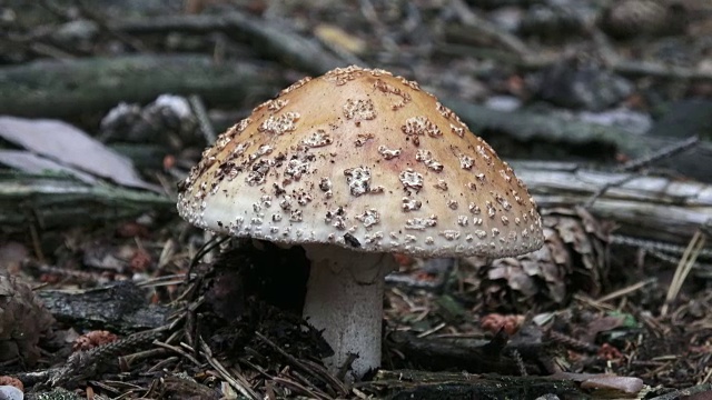森林中生长着带着灰色帽子和白色圆点的白毒伞蘑菇。采摘蘑菇。视频素材