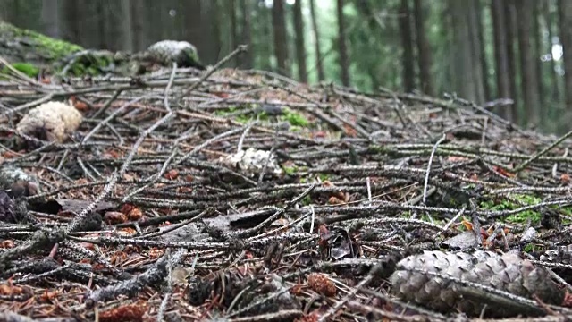 以森林树木为背景的蘑菇。采摘蘑菇。视频素材