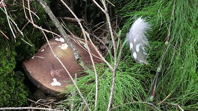以森林树木为背景的蘑菇。采摘蘑菇。视频素材