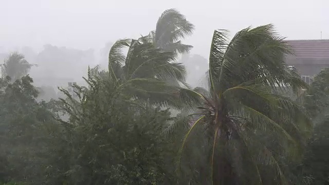 热带风暴带着暴雨和强风吹拂着椰子树视频素材