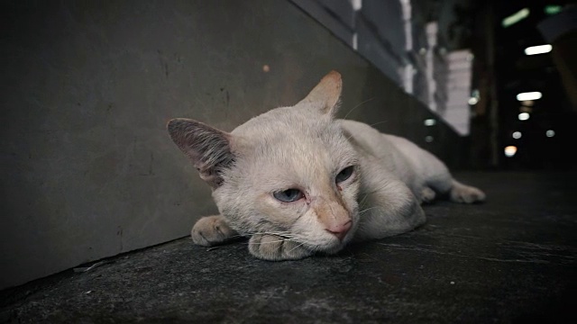 孤独的流浪猫或无家可归的猫躺在路边视频素材