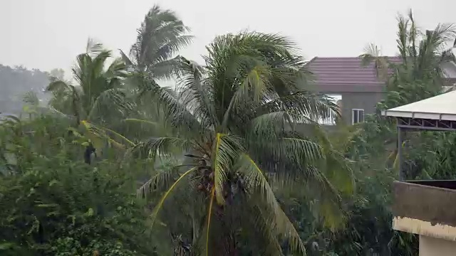 热带风暴带来暴雨和大风吹动椰子树(时间流逝)视频素材