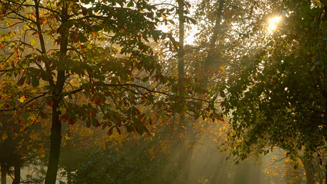静态拍摄，阳光透过秋叶视频素材