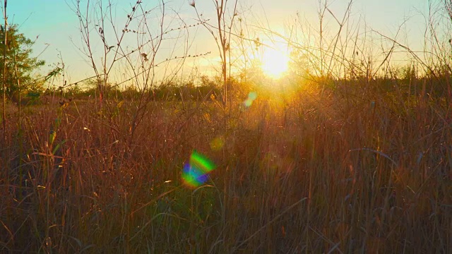 秋天田野里的日落。阳光穿过干燥的草地。视频素材