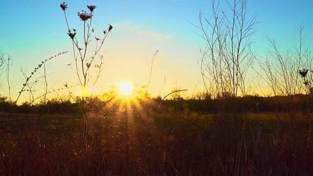 枯秋花在田野在夕阳的背景视频素材