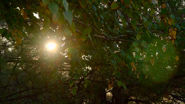 早晨的阳光透过树叶照进来视频素材