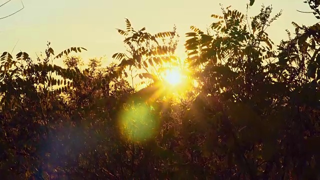 透过灌木丛看日落。秋天的草原视频素材