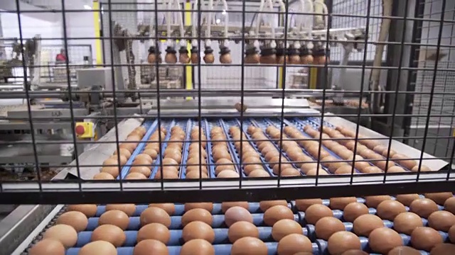 蛋类的运输和工业植物选择视频素材