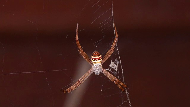 花园里的蜘蛛呆在网上视频素材