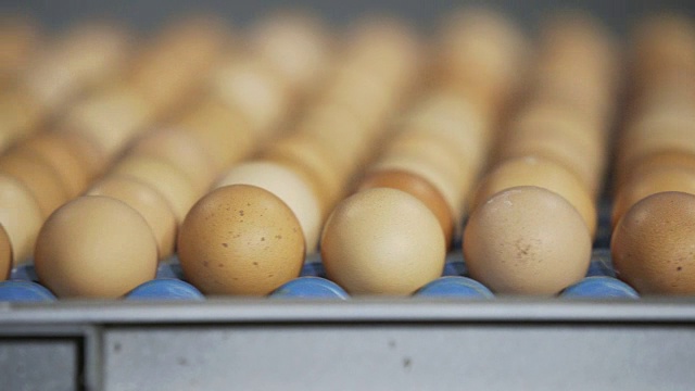 家禽饲养场成箱的新鲜鸡蛋视频素材
