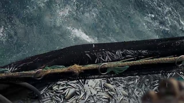渔船捕鱼:捕获大量的鱼视频素材