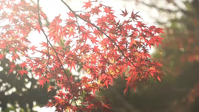 淘金:阳光穿过鲜艳的红色枫叶的树枝视频素材