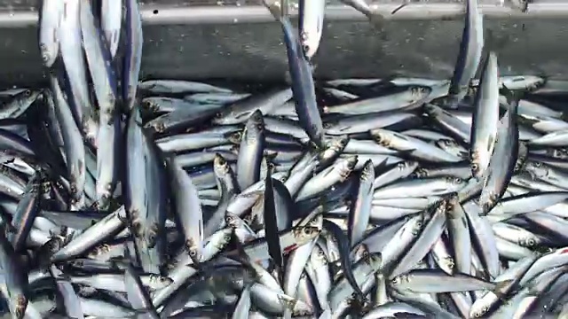 渔船捕鱼:捕获大量的鱼视频素材