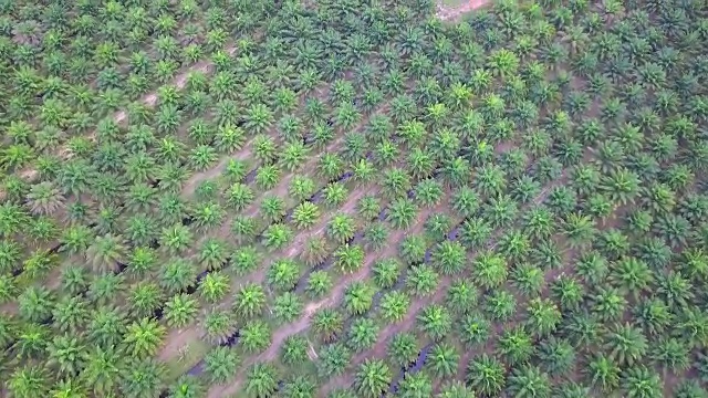 泰国棕榈油种植园鸟瞰图视频素材