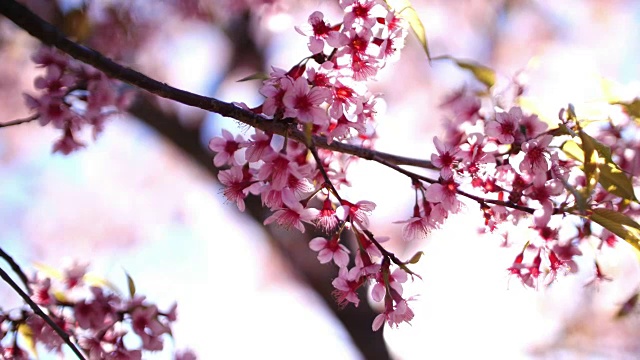 日本的樱花视频素材