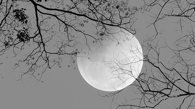 满月的夜晚。树木的剪影。视频购买
