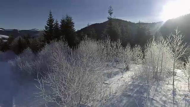 冬季森林的阳光。阳光透过覆盖着雪的树枝照射进来。冬季仙境。视频素材