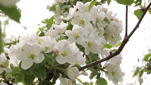 苹果的白色花朵和花蕾视频素材
