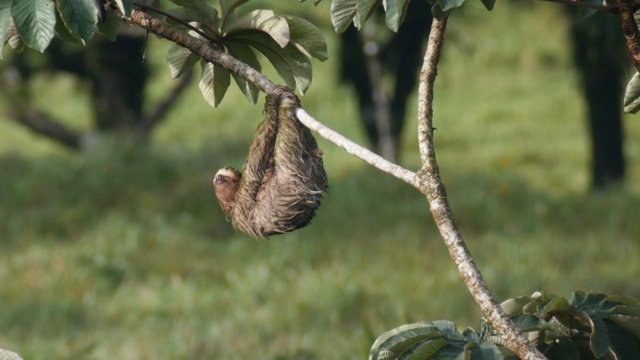 一只三趾树懒挂在树枝上睡觉视频素材