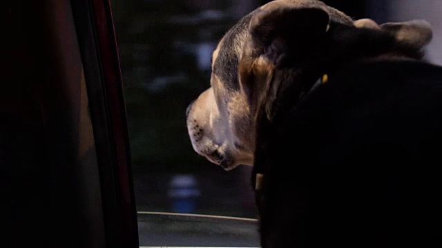 可爱的狗狗在晚上把头伸出车窗视频素材