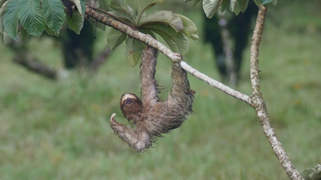 热带森林里，一只树懒挂在树枝上睡觉视频素材