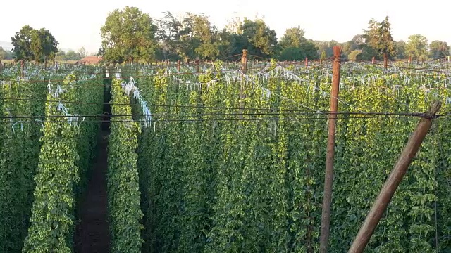 捷克Zatec种植区啤酒花田。从以上观点。平移。视频素材