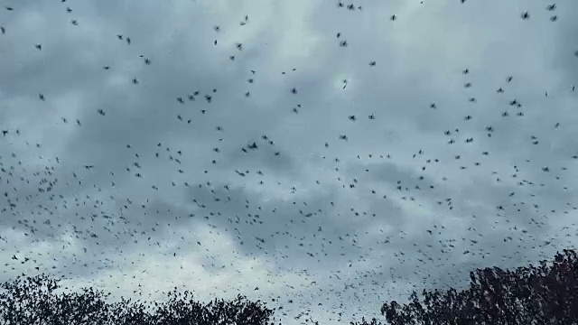 鸟类迁徙视频素材