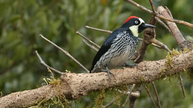 橡子啄木鸟在自然环境中进食(melerpes formicivorus)视频下载