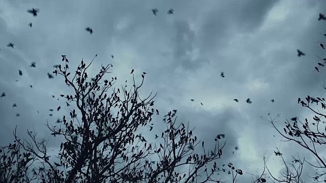 鸟类迁徙视频素材