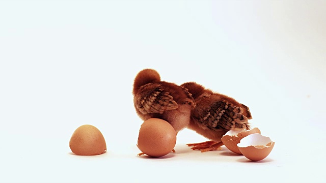 蛋壳散落的小鸡视频下载