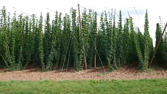 收割前的啤酒花田在捷克共和国。车辆。视频素材