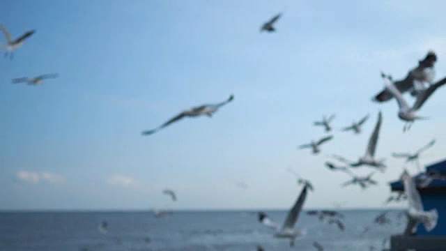 一群海鸥在空中模糊地飞翔。视频素材