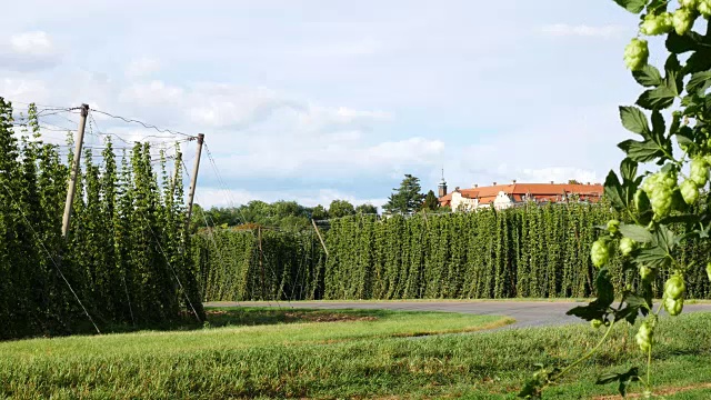 斯特克克村收获前的啤酒花田。捷克共和国。视频素材