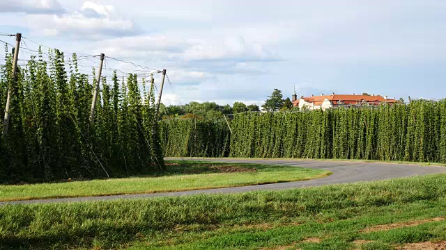 在斯特克克村，拖拉机运送啤酒花到收割机。捷克共和国。视频素材