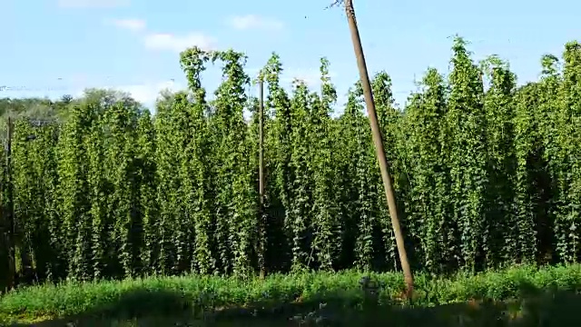 收割前的啤酒花田在捷克共和国。车辆。视频素材