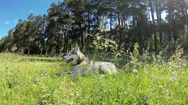 西伯利亚哈士奇躺在高高的草丛中。视频素材