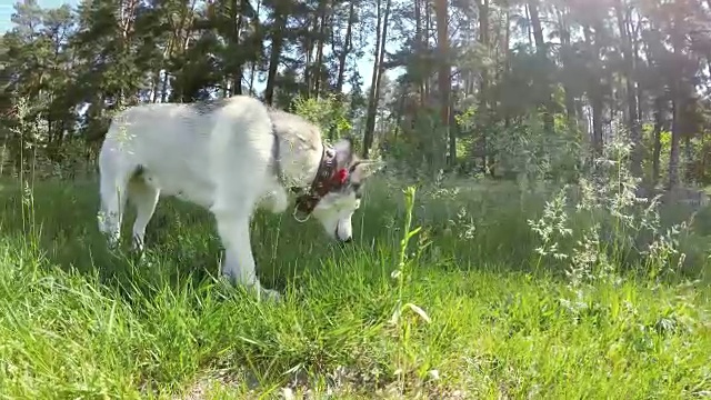 西伯利亚哈士奇吃草。视频素材