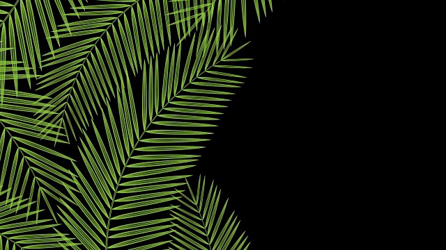 椰子树叶子透明框架移动的风循环和复制空间动画4K在黑色背景和alpha通道视频下载