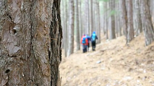人们在背景模糊的森林里徒步旅行视频素材