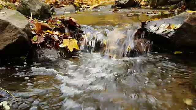 秋天森林里的小溪。平移。视频素材
