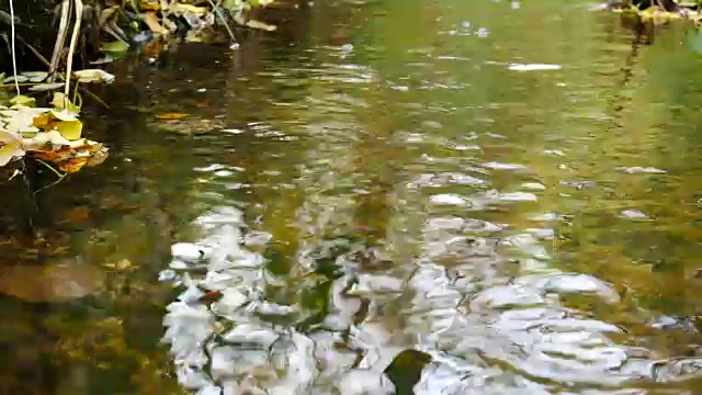 秋天森林里的小溪。平移。视频素材
