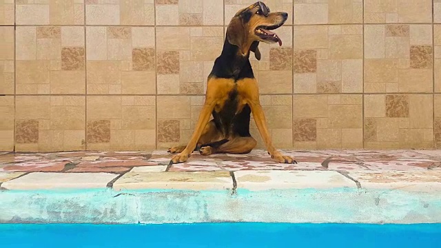 一只戴着墨镜的狗靠在游泳池的墙上。一个可爱的时刻。视频素材