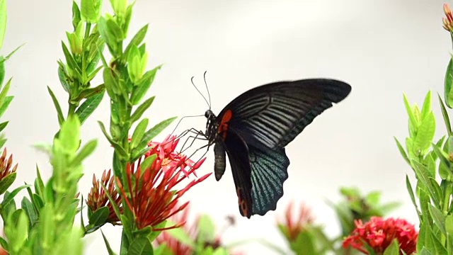 蝴蝶飞在一朵花上的慢动作视频素材