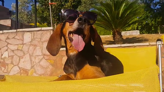 一只戴着墨镜的长耳朵狗坐在夏天的椅子上的滑稽时刻。视频素材