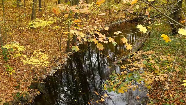 静静的小溪在秋天的森林里。平移。视频素材