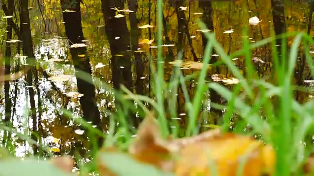 静静的小溪在秋天的森林里。平移。视频素材