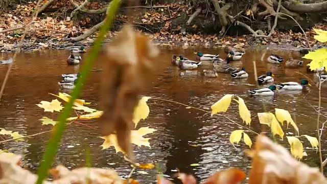 秋天河里的鸭子。平移。视频素材